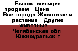 Бычок 6месяцев продаем › Цена ­ 20 000 - Все города Животные и растения » Другие животные   . Челябинская обл.,Южноуральск г.